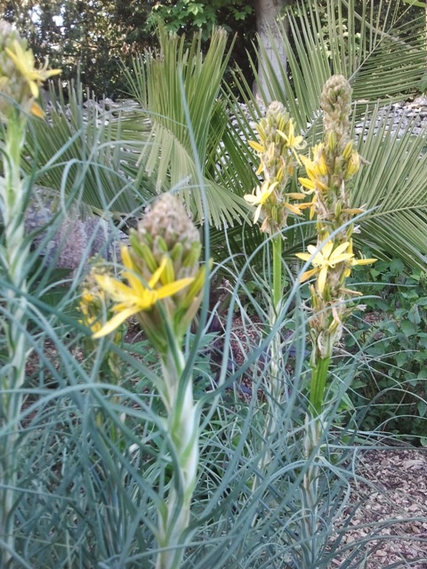 Asphodéline lutea