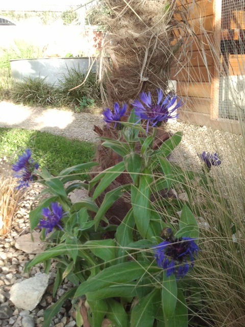 centaurea montana