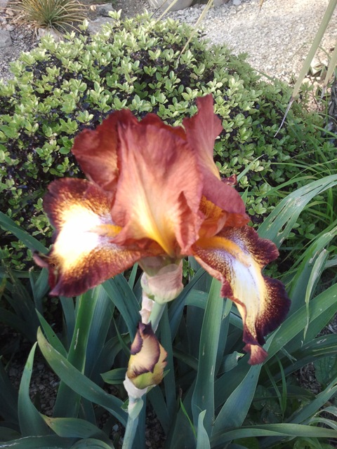 Iris