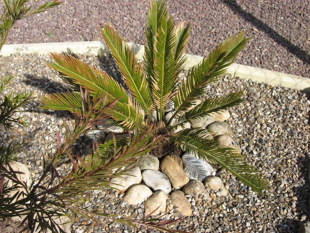 cycas révoluta