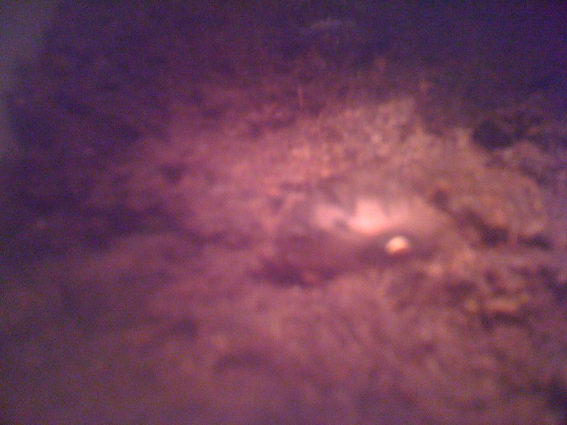 Germination de Lavoixia macrocarpa