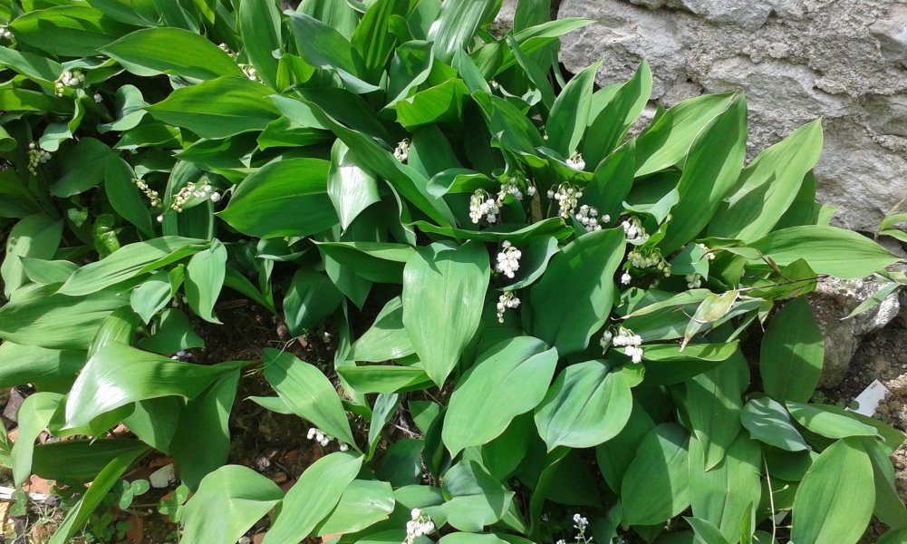 Le muguet à bien 10 jours de retard .