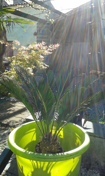 2 cycas rejoignent la terrasse sous les rayons du soleil