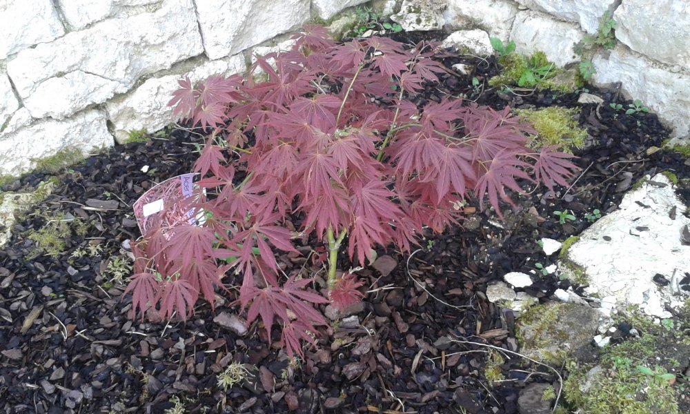 Acer Red pigmy