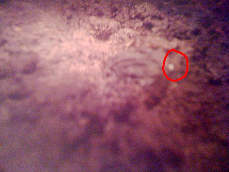 Germination de Lavoixia macrocarpa entourée en rouge , désolé pour le flou des photos , c'est pris au travers de boite en PVC