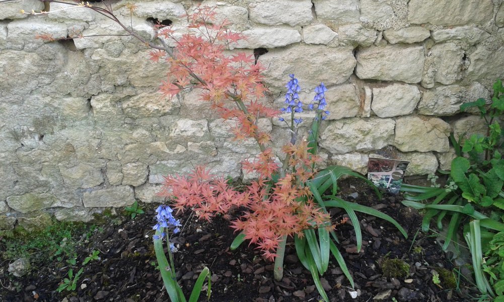 Acer Phoenix