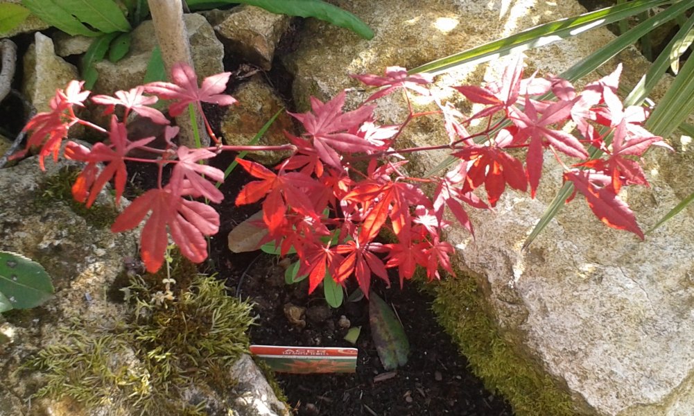 Acer atropurpureum