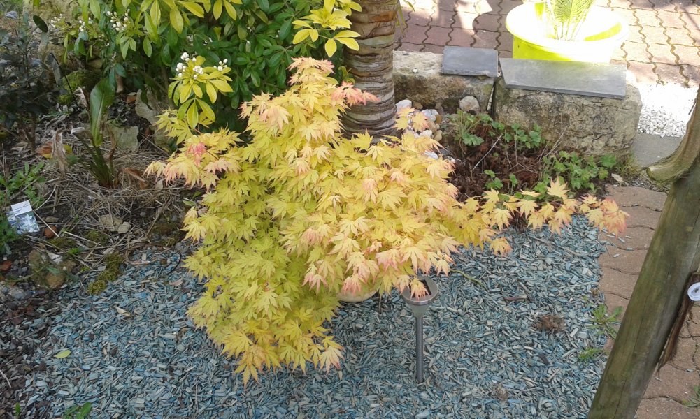 Acer katsura+oiseau de paradis