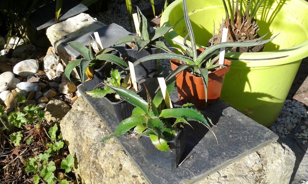 Rejets agaves données dans une fête au village.