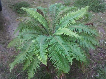 Blechnum Nudum