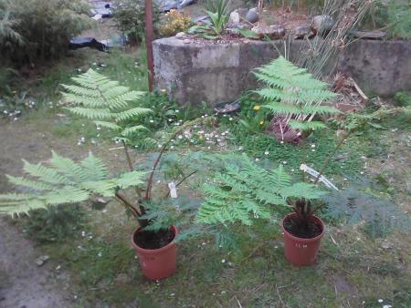 Les jumelles Cyathea Australis :)