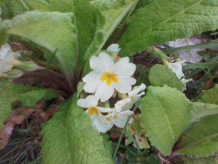 Fleurs 2