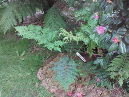 cyathea australis n °2  10 05 16