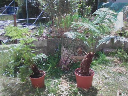 cyathea australis à gauche du petit cadeau ;)