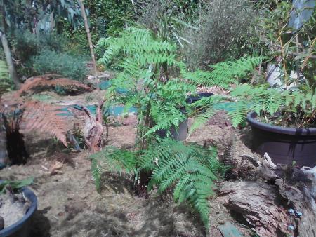 cyathea australis n°3 en fougeraie