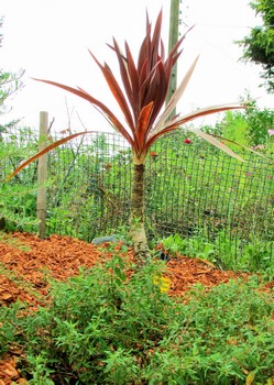 cordyline atropurpureus (Copier).JPG
