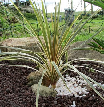 cordyline torbay dazzler (Copier).JPG