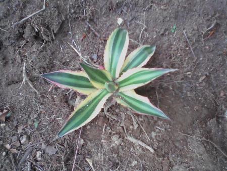 agave
