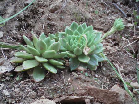 ECHEVINA PROLIFICATA EN DEBUT DE FLORAISON