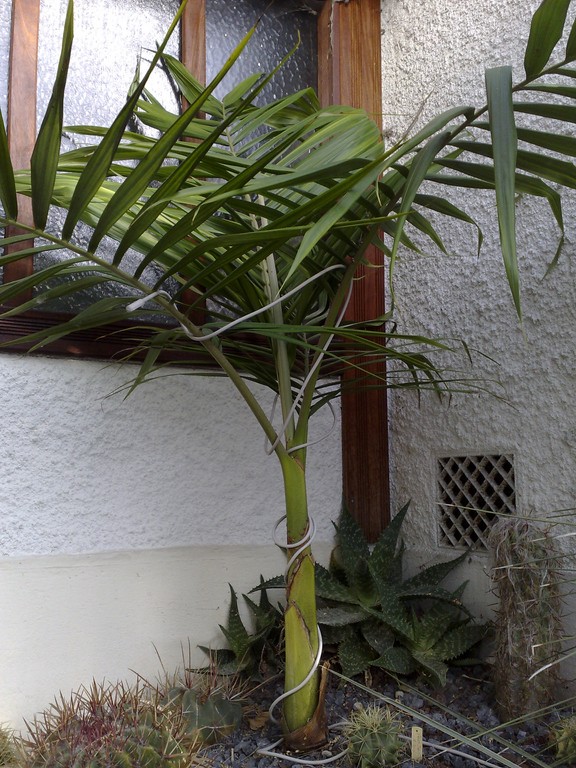 A Illawara.jpg