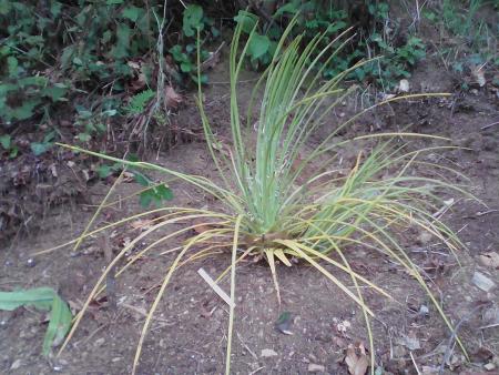 agave geminiflora.jpg