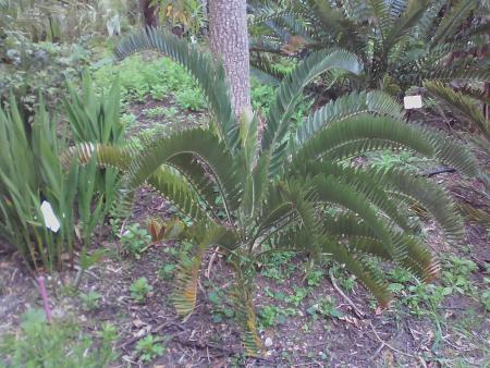 zamia