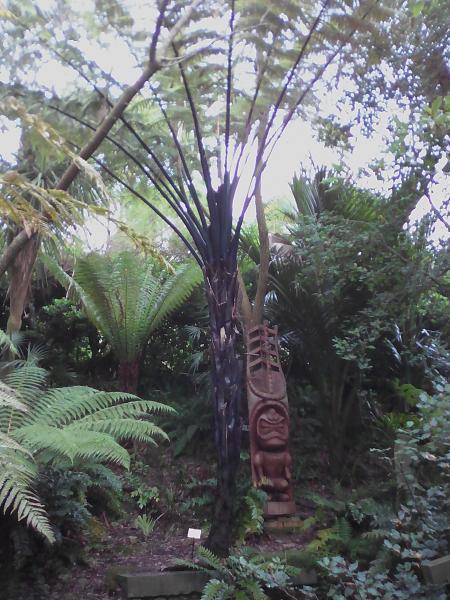 cyathea medularis je crois bien ou dicksonia squarrosa j'ai un doute pas possible de voir de pret sinon plouff