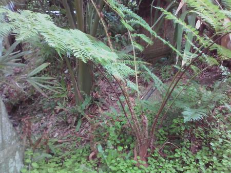 pied de palmier  R S  derrière la cyathea