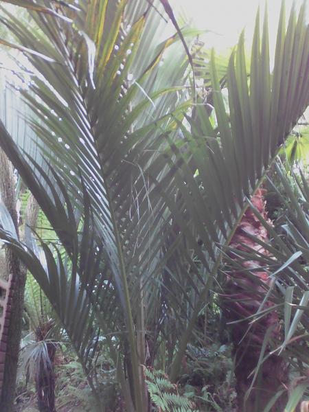 rhopalostylis sapida SACRES MORCEAUX
