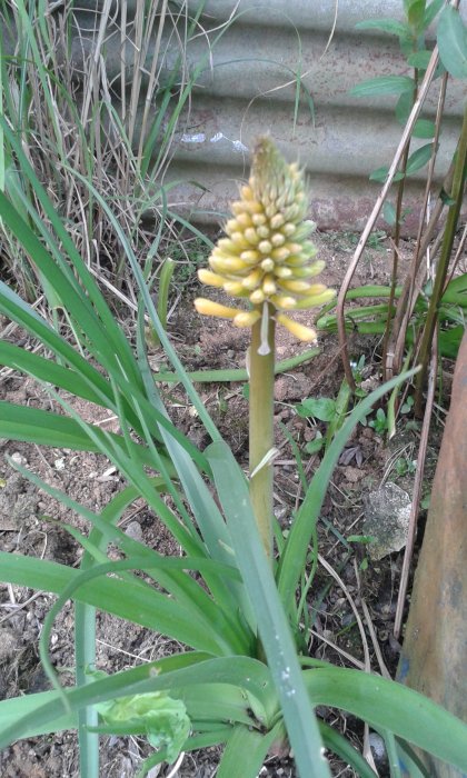 Kniphofia
