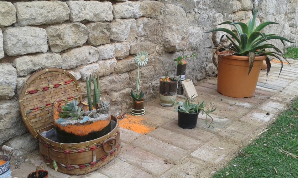 Agave desmettiana et composition maison,aloes Syljou