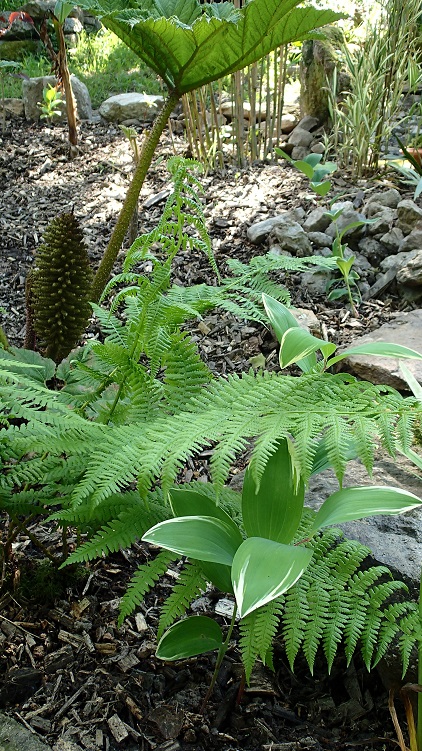 polygomatum (1).JPG