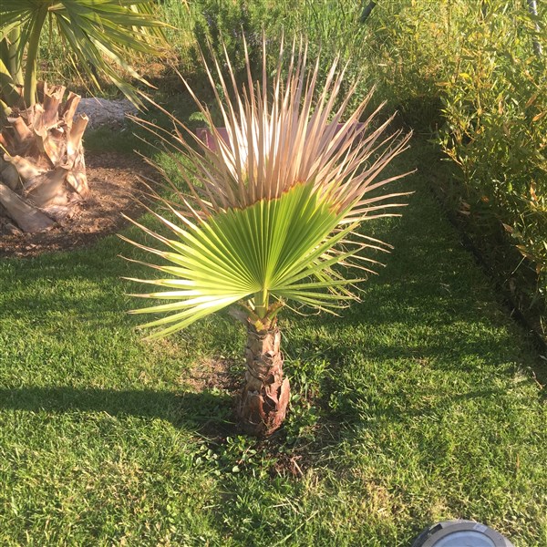 Le wash que je n'ai pas assez protégé cet hiver du coup toutes les feuilles ont grillées mais il a survécu