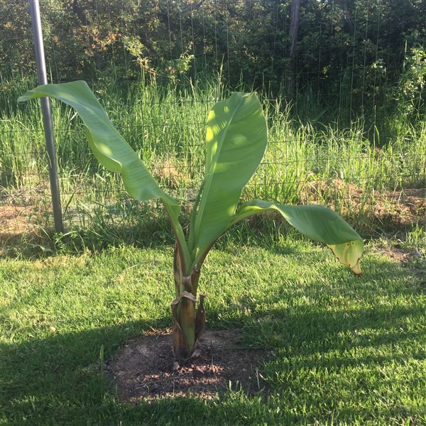 Ensete ventricosum
