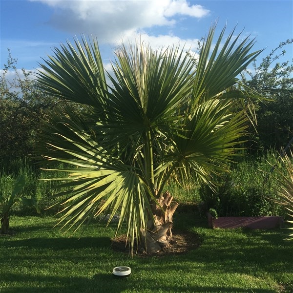 Sabal Palmetto