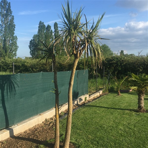 La cordyline qui commence à se refaire une santé