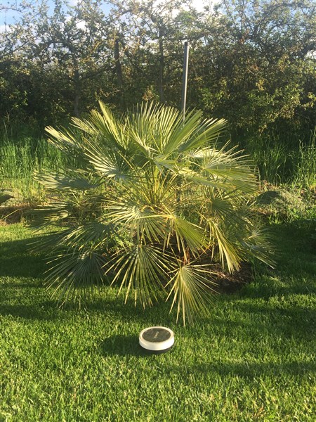 Chamaerops cerifera