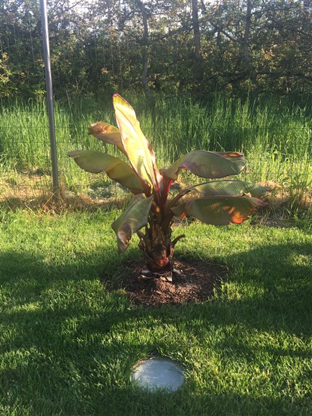 Ensete ventricosum maurelii