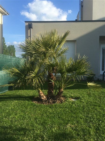Chamerops humilis