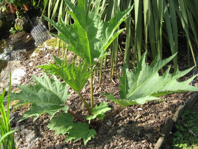 rheum palmatum tanguticom