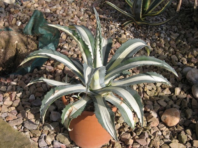 agave américana médio picta
