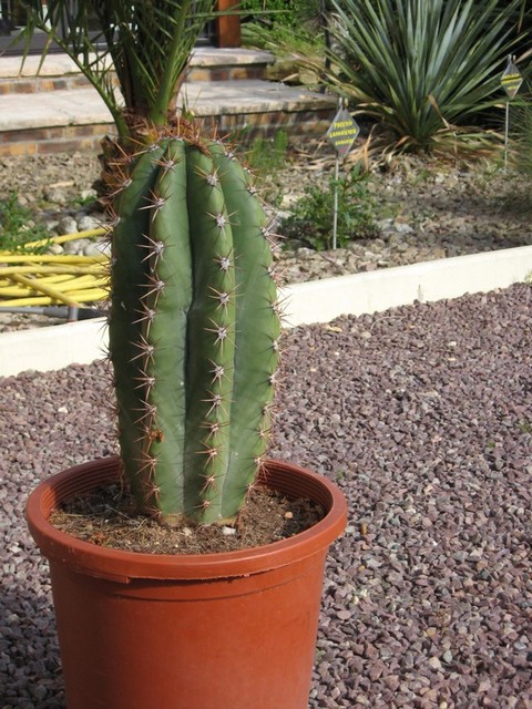 trichocérus pasacana