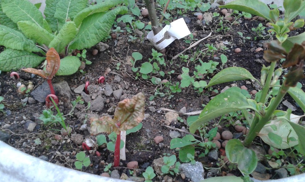 Semi de Ricin qui sort