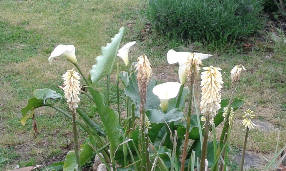 Kniphofaia et arum