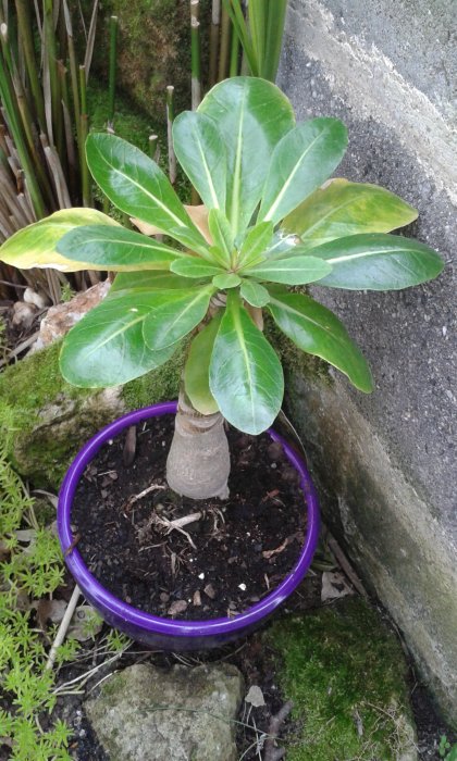 PALMIER HAWAIIEN MAL en point l'été dernier,mais sauvé