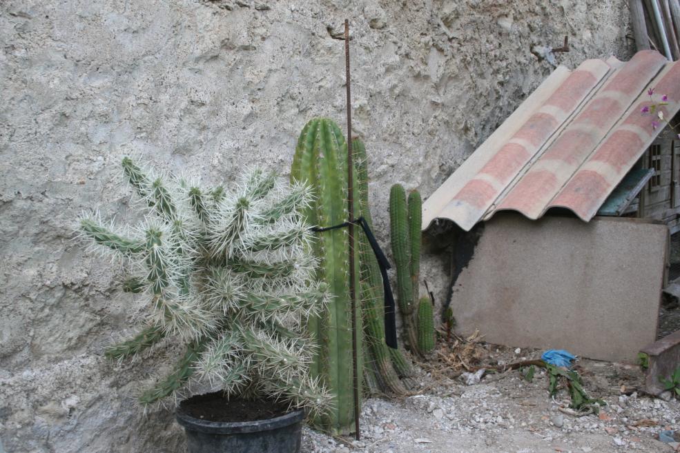 trichocereus étête, abimé par l'hiver 2012.