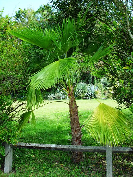HPIM2254-1.JPG