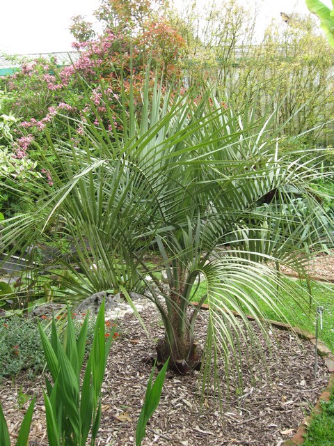 butia capitata qui pousse bien