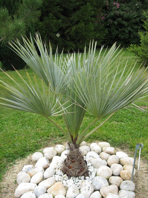 sortie d'une palme sur braea armata