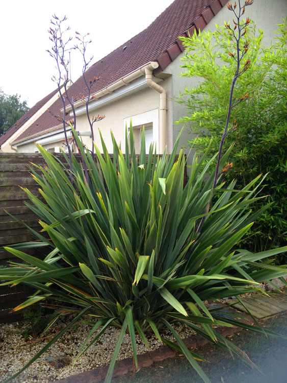 Le phornium Tenax avec des hampes de 4m